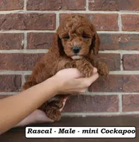 Rascal, a male Cockapoo for sale in Clarkrange, TN – Photo 5 of 5
