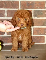 Sparky , a male Cockapoo for sale in Clarkrange, TN – 3 of 6