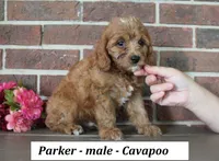 Parker, a male Cavapoo for sale in Clarkrange, TN – 3 of 6