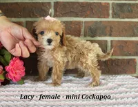 Lacy, a female Cockapoo for sale in Clarkrange, TN – 4 of 6