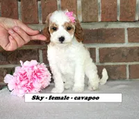 Sky , a female Cavapoo for sale in Clarkrange, TN – Photo 3 of 5