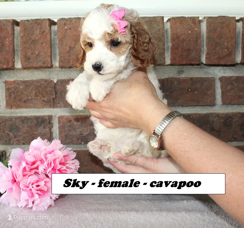 Sky  – Cavapoo puppy for sale in Clarkrange, TN