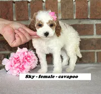 Sky , a female Cavapoo for sale in Clarkrange, TN – Photo 2 of 5