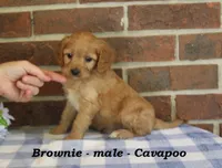 Brownie, a male Cavapoo for sale in Clarkrange, TN – 2 of 6
