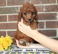 Copper, a male Cavapoo for sale in Clarkrange, TN – 1 of 6