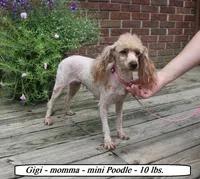 Sugar, a female Poodle - Toy  for sale in Clarkrange, TN – 5 of 6