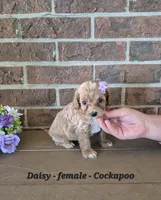 Daisy, a female Cockapoo for sale in Clarkrange, TN – 3 of 5