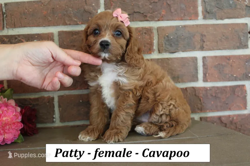 Patty – Cavapoo puppy for sale in Clarkrange, TN