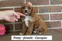 Patty, a female Cavapoo for sale in Clarkrange, TN – 1 of 6