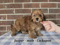 Jasper, a male Cockapoo for sale in Clarkrange, TN – 3 of 6
