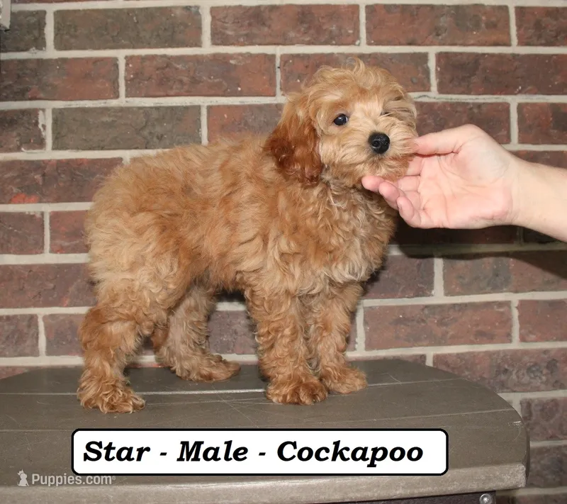 Star – Cockapoo puppy for sale in Clarkrange, TN
