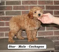 Star, a male Cockapoo for sale in Clarkrange, TN – 4 of 8