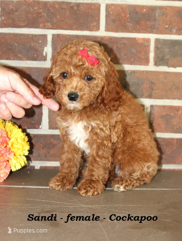 Sandi – Cockapoo puppy for sale in Clarkrange, TN