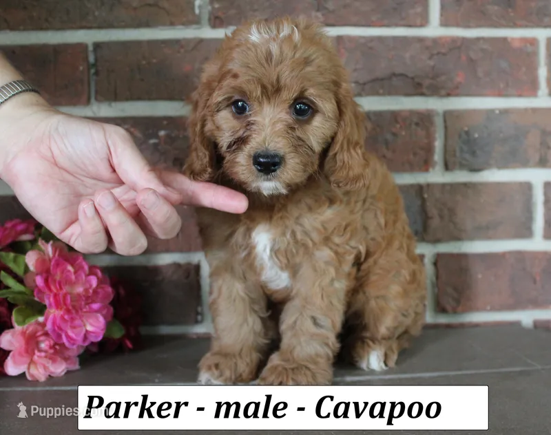 Parker – Cavapoo puppy for sale in Clarkrange, TN