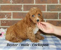 Dexter, a male Cockapoo for sale in Clarkrange, TN – 2 of 10