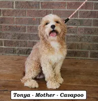 Trina , a female Cavapoo for sale in Clarkrange, TN – 7 of 8