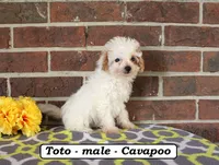 Toto, a male Cavapoo for sale in Clarkrange, TN – 3 of 6