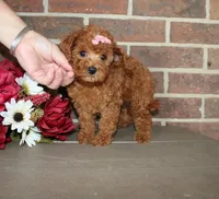 Rosie, a female Cavapoo for sale in Clarkrange, TN – 3 of 7