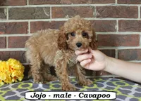 Jojo, a male Cavapoo for sale in Clarkrange, TN – 3 of 6