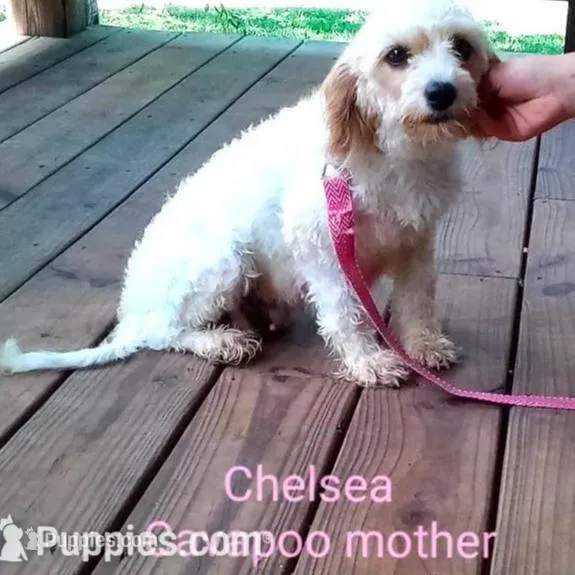 Cupcake, a female Cavapoo for sale in Clarkrange, TN – Photo 5 of 6