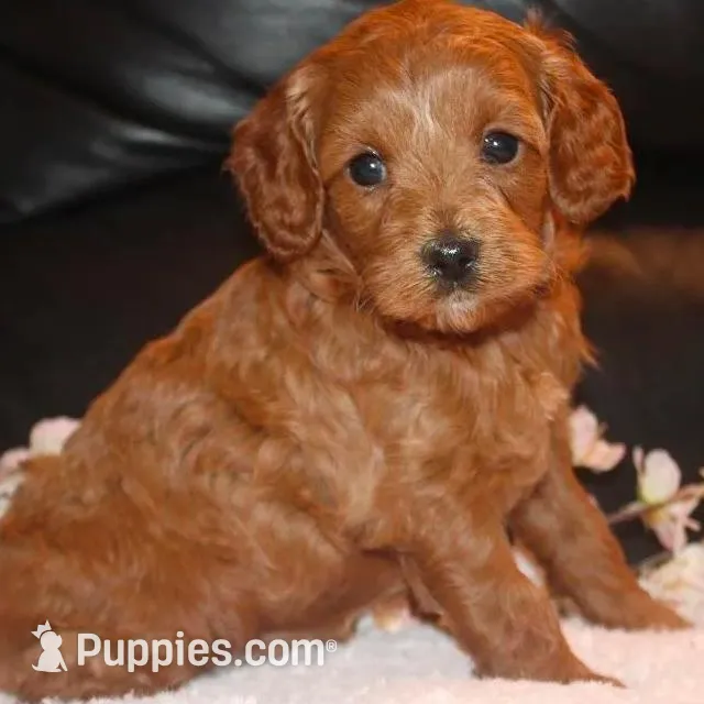 Cupcake, a female Cavapoo for sale in Clarkrange, TN – Photo 3 of 6
