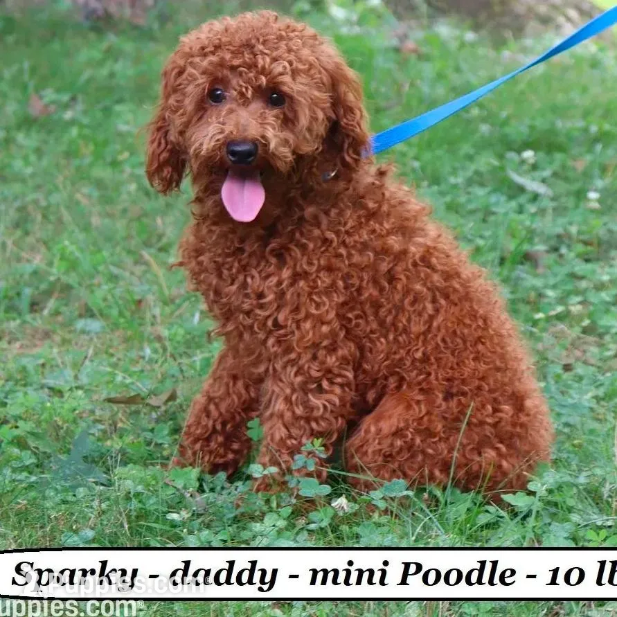 Cupcake, a female Cavapoo for sale in Clarkrange, TN – Photo 6 of 6