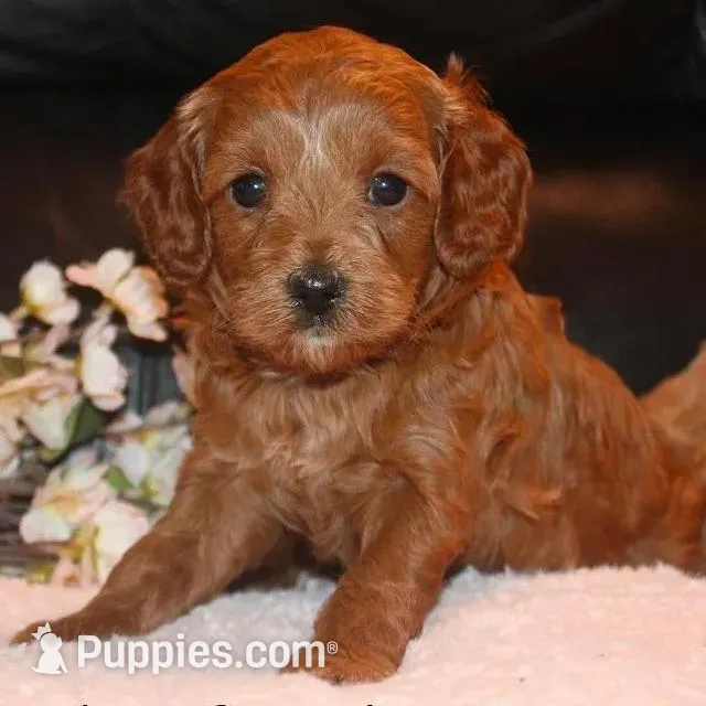 Cupcake, a female Cavapoo for sale in Clarkrange, TN – Photo 2 of 6