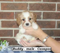 Buddy, a male Cavapoo for sale in Clarkrange, TN – 1 of 6