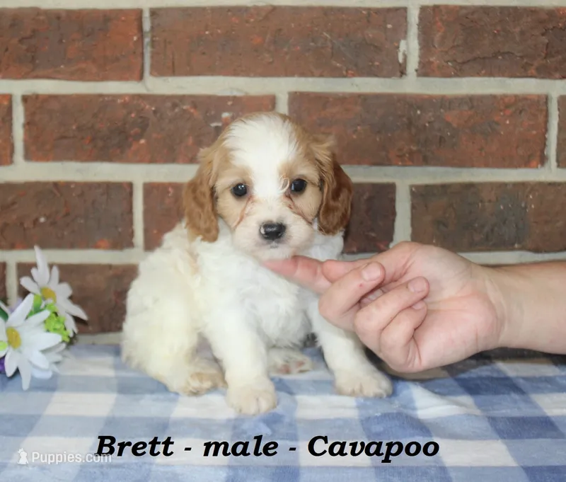 Brett – Cavapoo puppy for sale in Clarkrange, TN