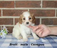 Brett, a male Cavapoo for sale in Clarkrange, TN – 1 of 6