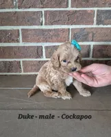 Duke, a male Cocker Spaniel and Poodle - Miniature  for sale in Clarkrange, TN – 2 of 5