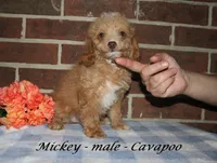 Mickey, a male Cavapoo for sale in Clarkrange, TN – 1 of 3