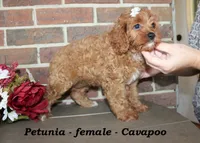 Petunia, a female Cavapoo for sale in Clarkrange, TN – 3 of 7