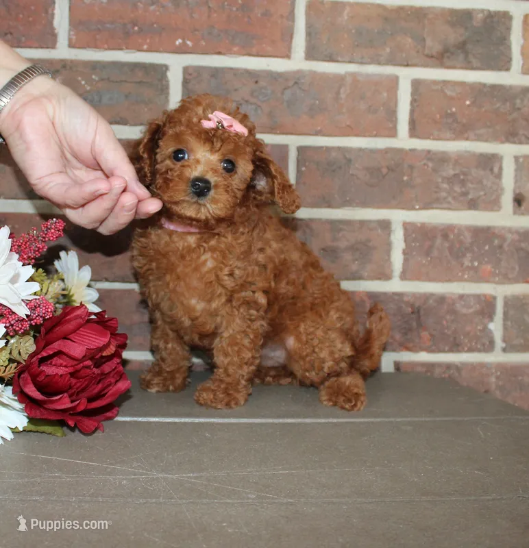 Rosie – Cavapoo puppy for sale in Clarkrange, TN