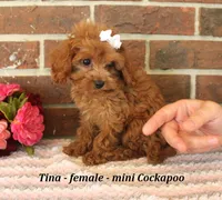 Tina, a female Cockapoo for sale in Clarkrange, TN – 2 of 6