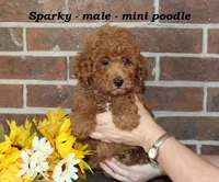 Sparky, a male Poodle - Toy  for sale in Clarkrange, TN – 3 of 6