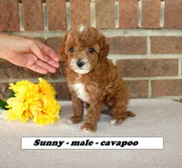 Sunny, a male Cavapoo for sale in Clarkrange, TN – Photo 3 of 5
