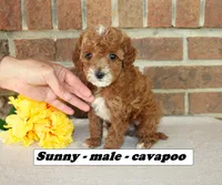 Sunny, a male Cavapoo for sale in Clarkrange, TN – Photo 2 of 5