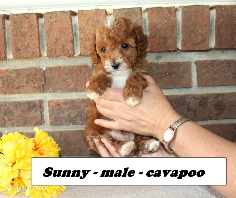 Sunny – Cavapoo puppy for sale in Clarkrange, TN