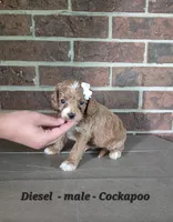 Diesel, a male Cockapoo for sale in Clarkrange, TN – 4 of 6