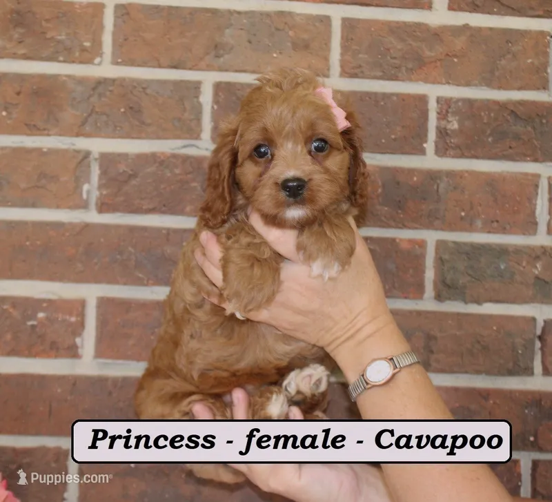 Princess – Cavapoo puppy for sale in Clarkrange, TN