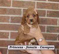 Princess, a female Cavapoo for sale in Clarkrange, TN – 1 of 6