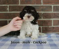 Jason, a male Cockapoo for sale in Clarkrange, TN – 3 of 6