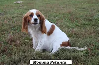 Poppy, a female Cavapoo for sale in Clarkrange, TN – 5 of 6