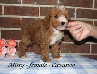 Missy, a female Cavapoo for sale in Clarkrange, TN – 2 of 4