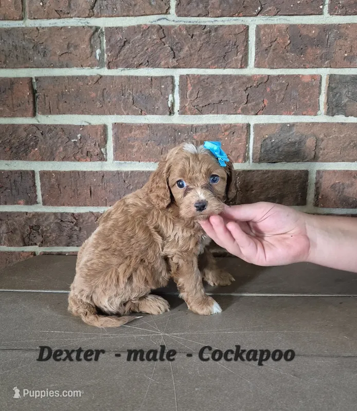 Dexter – Cockapoo puppy for sale in Clarkrange, TN