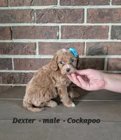 Dexter, a male Cockapoo for sale in Clarkrange, TN – 1 of 6