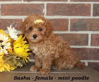 Sasha, a male Poodle - Toy  for sale in Clarkrange, TN – 3 of 6
