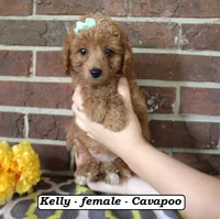 Kelly, a female Cavapoo for sale in Clarkrange, TN – 3 of 6
