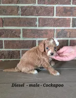 Diesel, a male Cockapoo for sale in Clarkrange, TN – 2 of 6